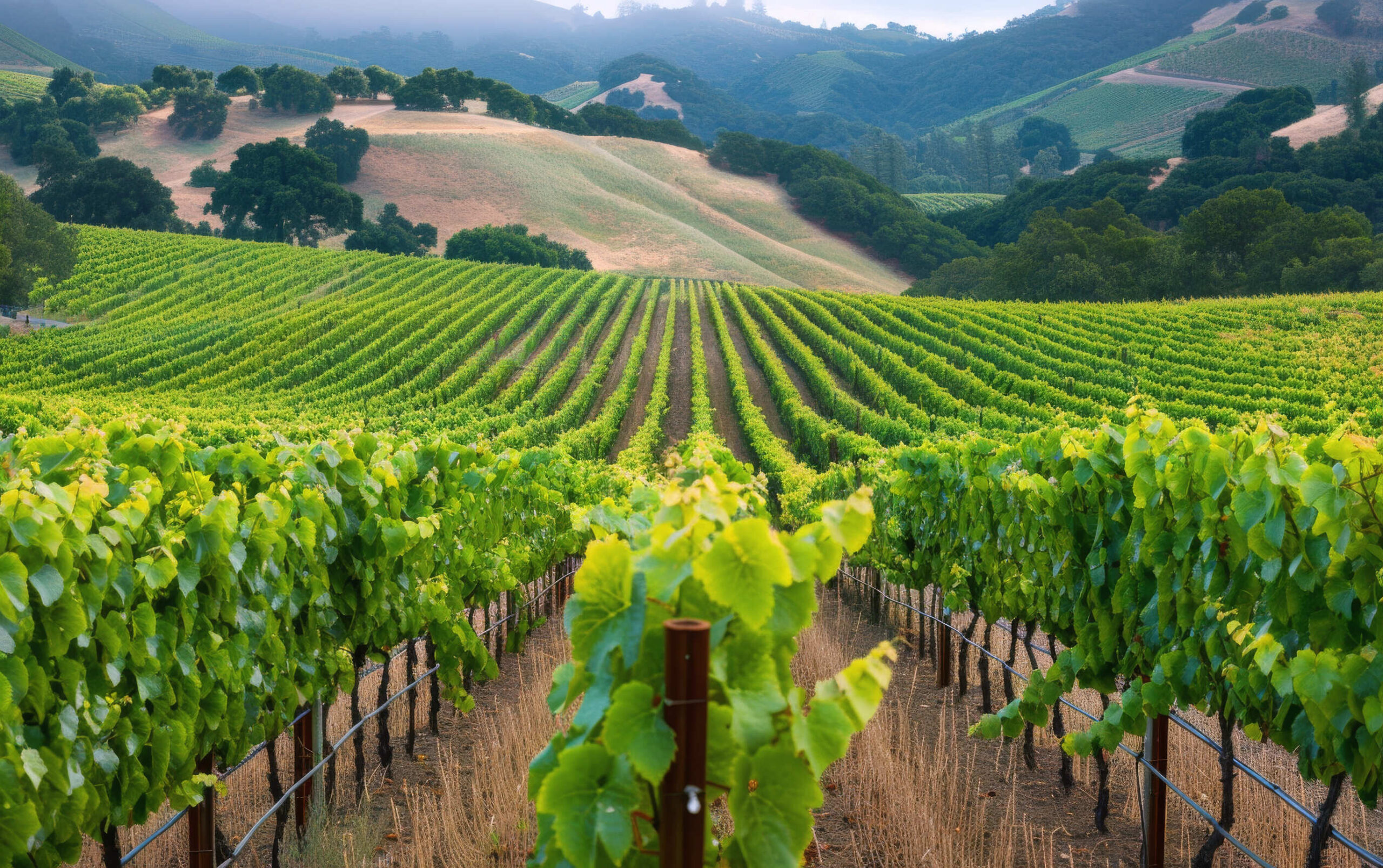 Swirl, Sniff, And Sip Some Of The Finest Wines On The Planet