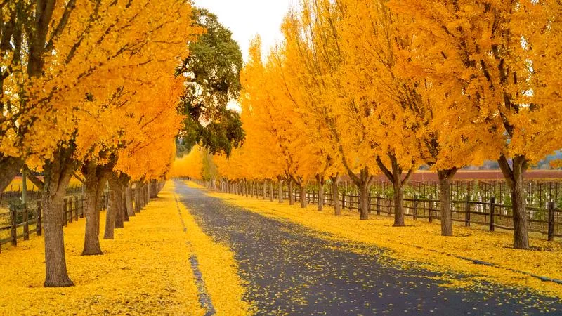 Discover the Beauty of Napa and Sonoma During Peak Fall Foliage Season