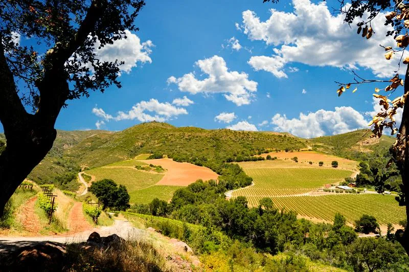 Summer in Sonoma... A Wine Lover’s Dream